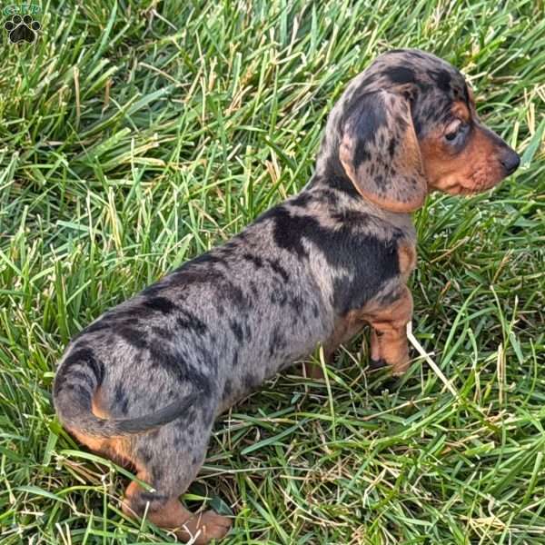 Sugar Girl, Dachshund Puppy